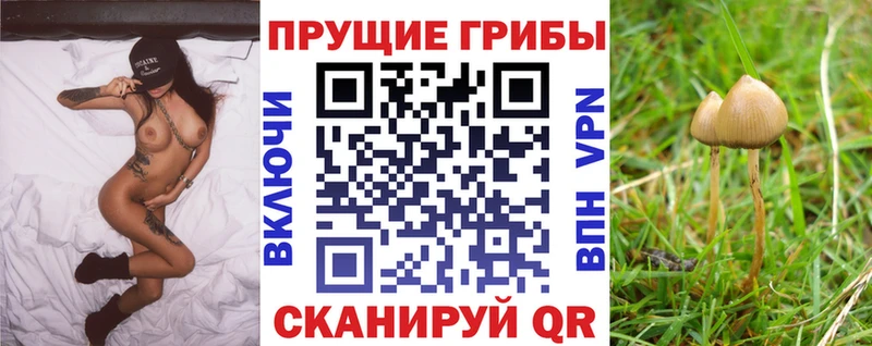 Купить где  Кукмор  Галлюциногенные грибы Psilocybine cubensis 